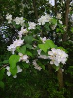IMG_20240408_192315.jpg