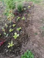 Jungpflanzen April 2024.webp