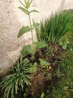 Phlomis  tuberosa.jpg