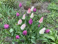 IMG_0487.webp
