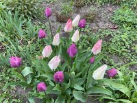 IMG_0487.jpeg