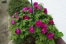 DSC05116.webp