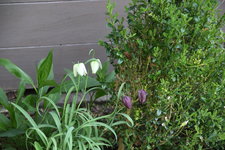 Schachbrettblume0124.JPG