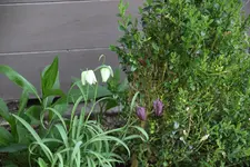Schachbrettblume0124.webp
