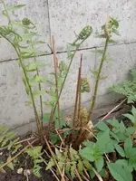 IMG_20240407_124119.webp