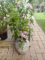 IMG_20240407_131251.webp