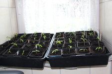 April   0124.JPG