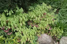 Epimedium   0724.webp