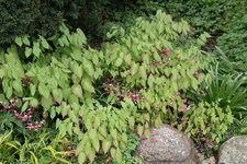 Epimedium   0724.JPG