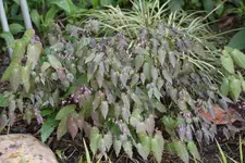 Epimedium   0824.webp
