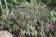 Epimedium   0824.JPG