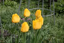 April    1624.webp