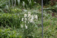 Schachbrettblume0224.JPG