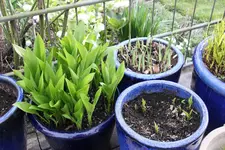 Hosta    0124.webp
