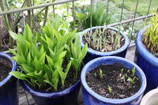 Hosta    0124.JPG