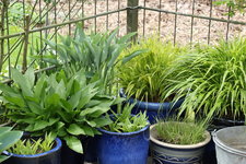 Hosta    0924.JPG