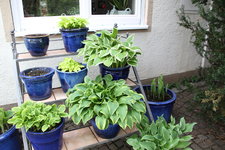 Hosta    0224.JPG