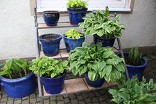 Hosta    0424.JPG