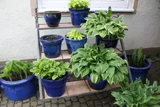 Hosta    0424.webp