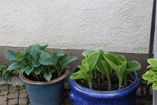 Hosta    0524.JPG