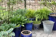 Hosta    0624.webp