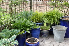 Hosta    0624.JPG