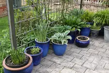Hosta    0724.webp