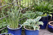 Hosta    0824.JPG