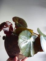 P1030983Schiefblattbegonie.JPG