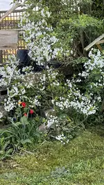 IMG_9651.jpeg