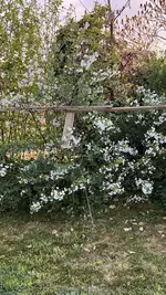 IMG_9652.jpeg