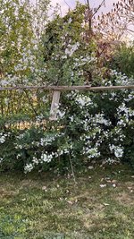 IMG_9652.jpeg