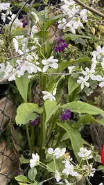 IMG_9654.jpeg