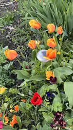 IMG_9648.jpeg