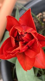 IMG_9636.jpeg