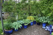 Hostaparade    1023.webp