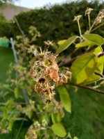 IMG_20240409_094031.jpg