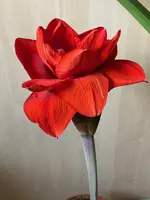 Amaryllis-A-09_2024-04_01.webp