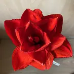 Amaryllis-A-09_2024-04_02.webp