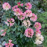 Rhodo yak.'Percy Wiseman'_01.jpg