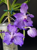 Vanda-A*2024-03_010.jpg