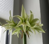 IMG_4806.jpeg