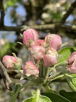 IMG_2617.jpeg