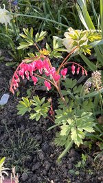 IMG_9662.jpeg