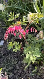 IMG_9662.jpeg