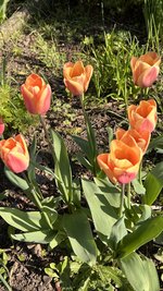 IMG_9665.jpeg