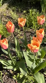 IMG_9665.jpeg