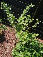 IMG_20240413_122808.jpg