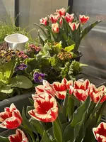 IMG_2769.webp