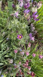 IMG_9684.jpeg